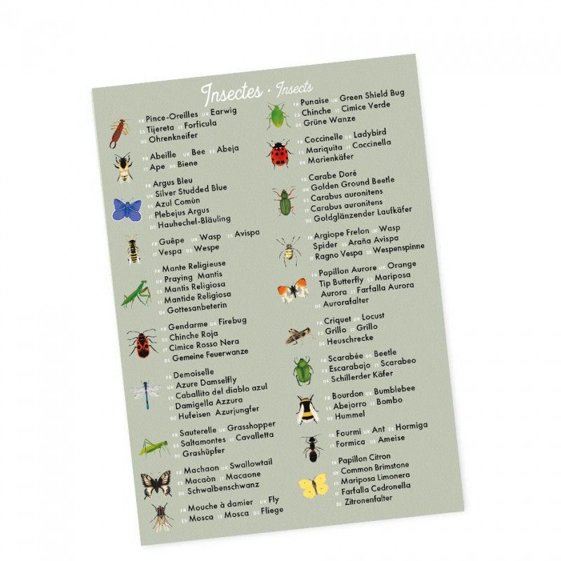 jeu memory fleurs insectes imagier