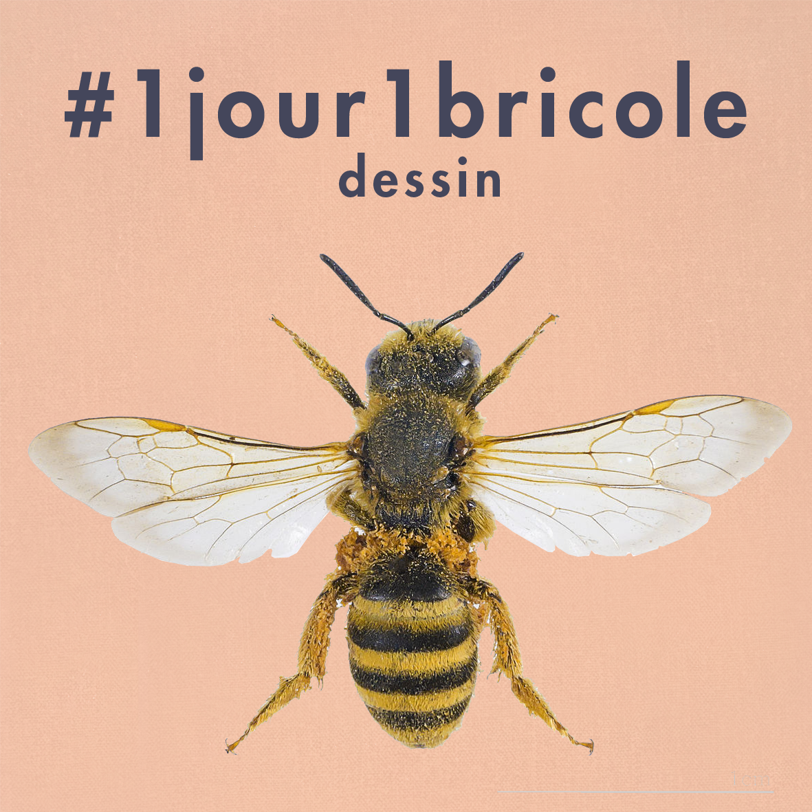 draw-bee