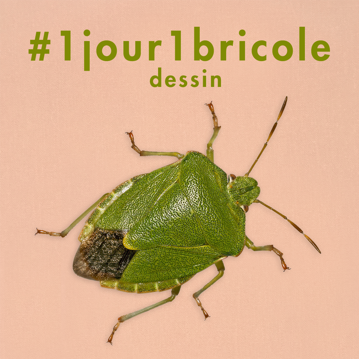 drawing-green-bug